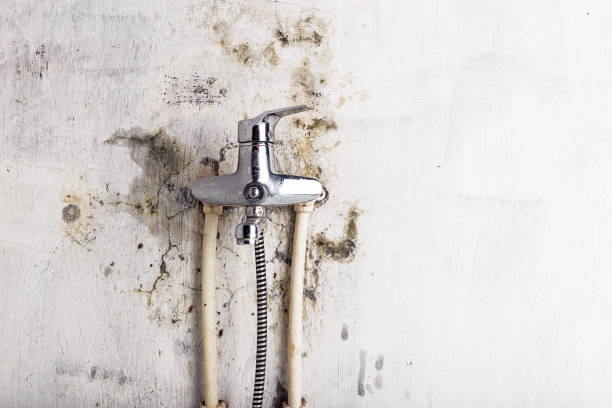 Best Mold Damage Repair  in Ferron, UT