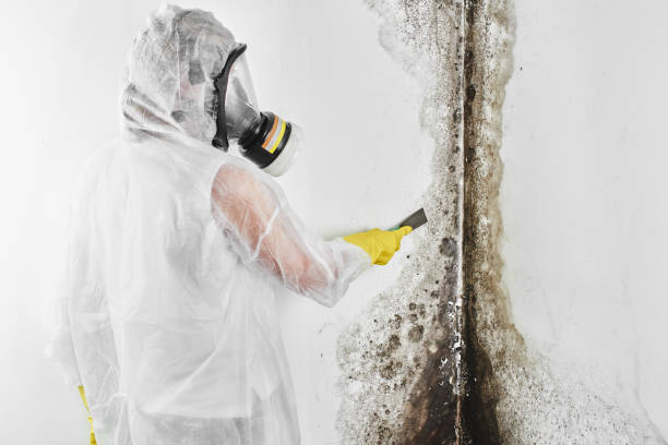 Best Mold Remediation Experts  in Ferron, UT