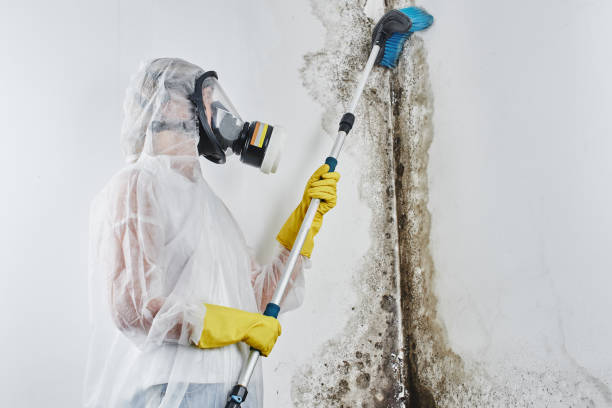 Best Mold Cleaning Services  in Ferron, UT