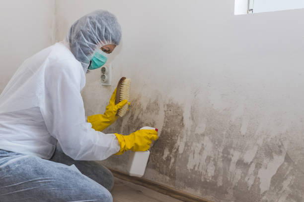 Best Crawl Space Mold Removal  in Ferron, UT