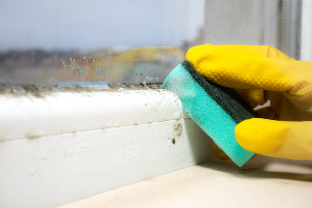 Best Certified Mold Removal  in Ferron, UT