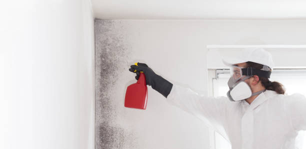 Best Attic Mold Removal  in Ferron, UT
