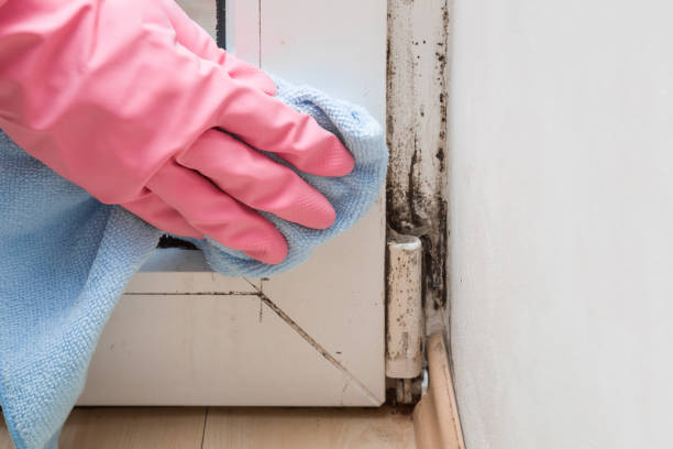Best Toxic Mold Removal  in Ferron, UT