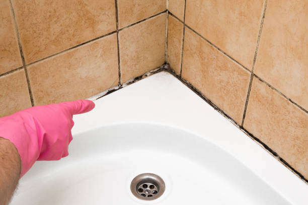 Best Fast Mold Removal  in Ferron, UT