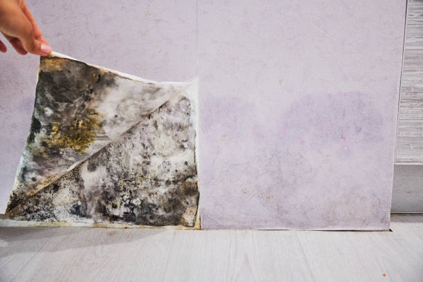 Best Mold Testing  in Ferron, UT